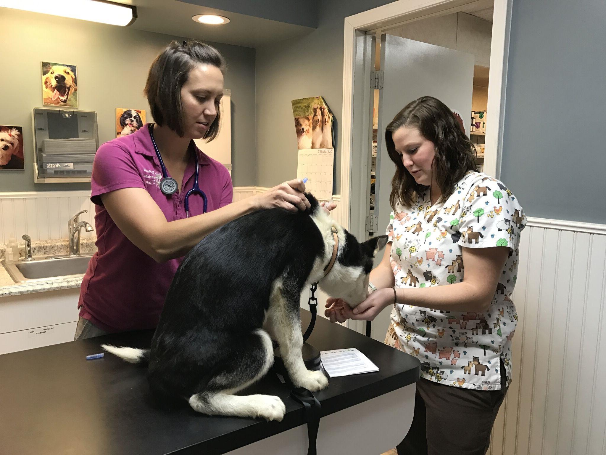 Two vet techs running a check-up on a dog